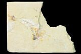 Bargain, Cretaceous Crusher Fish (Coccodus) - Hjoula, Lebanon #162742-1